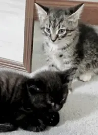 《萌宠记》：揭秘汪星人与喵星人的治愈日常，中国00后养宠新风尚